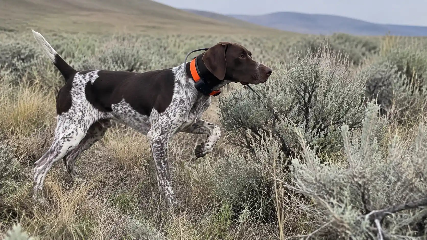 English Pointer locked on point on sharp-tailed grouse in open sagebrush prairie — Buffalo Gap National Grassland