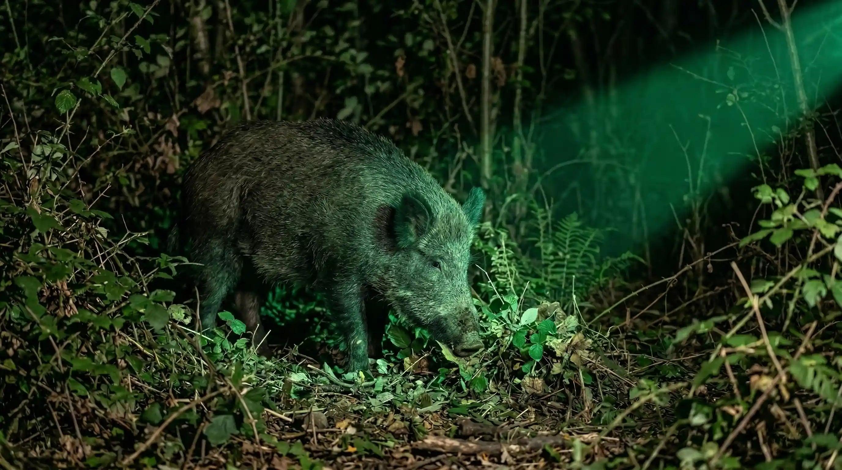 Wild hog under green hunting light showing hog tolerance to green light for hunting